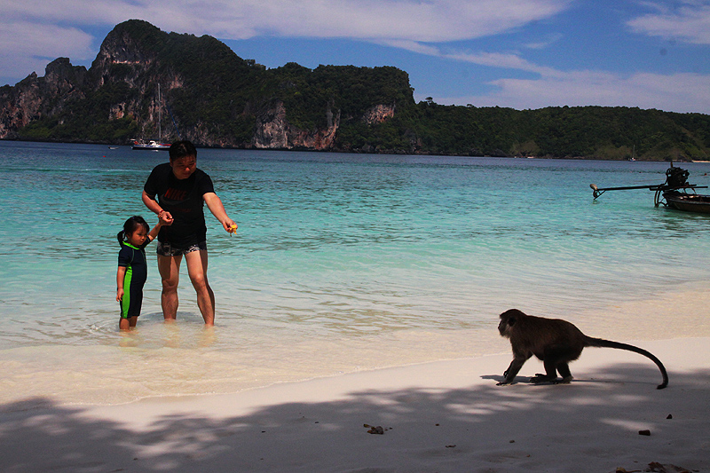 “Monkey Beach”: Koh Phi Phi Affenstrand