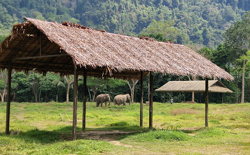 "Elephant Hills" Camp. Foto © Thailand-Lifestyle.com by Nathalie Gütermann