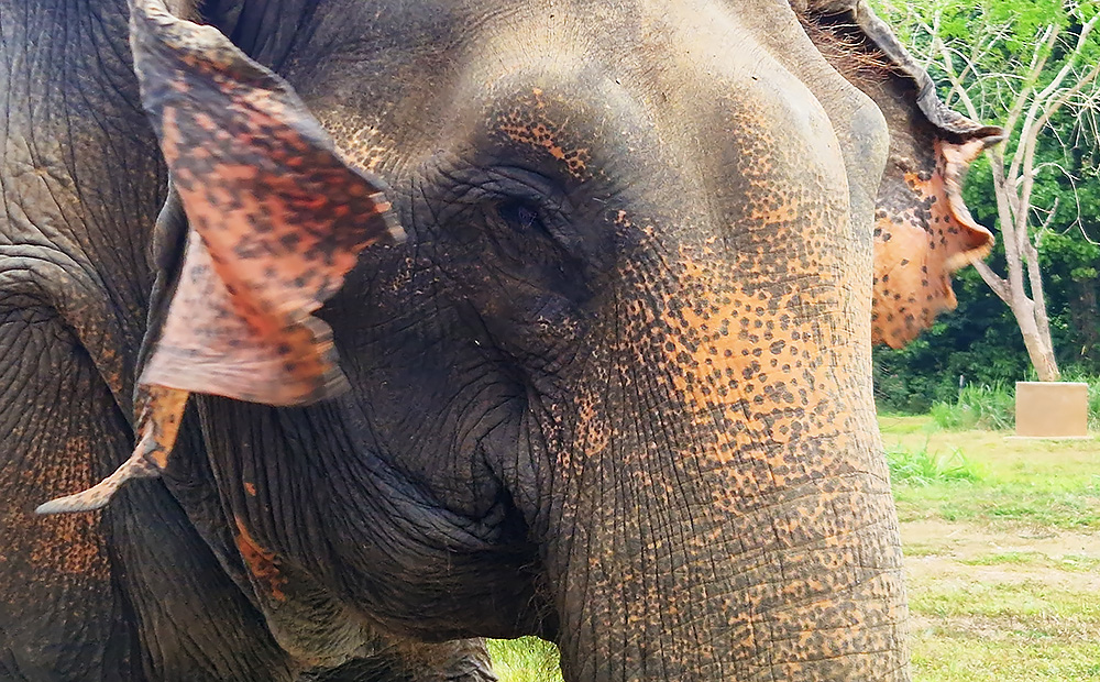 Ein Asiatischer Elefant in Nahaufnahme. Foto © Thailand-Lifestyle.com by Nathalie Gütermann