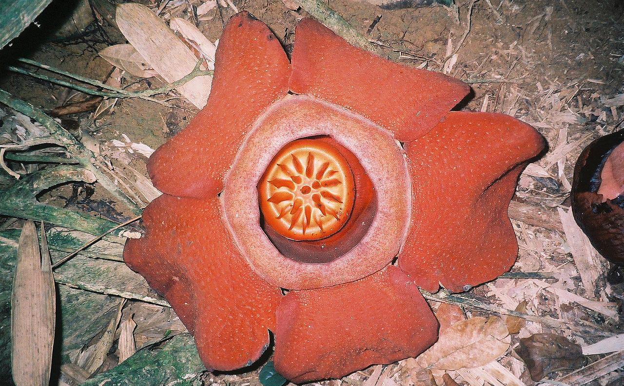 Rafflesia Kerrii © Klaus Polak - Wikipedia_CC BY-SA 3.0
