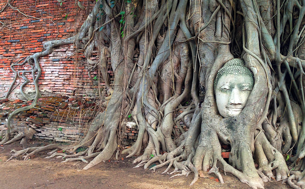 "Buddha im Baum", Wat Mahathat, Ayutthaya. Foto: © Thailand-Lifestyle.com by Nathalie Gütermann 