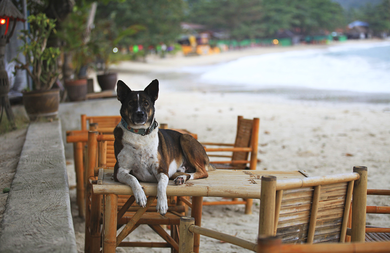 Koh Phangan - eine Bildergalerie der Trauminsel im Golf von Thailand. © Thailand-Lifestyle.com